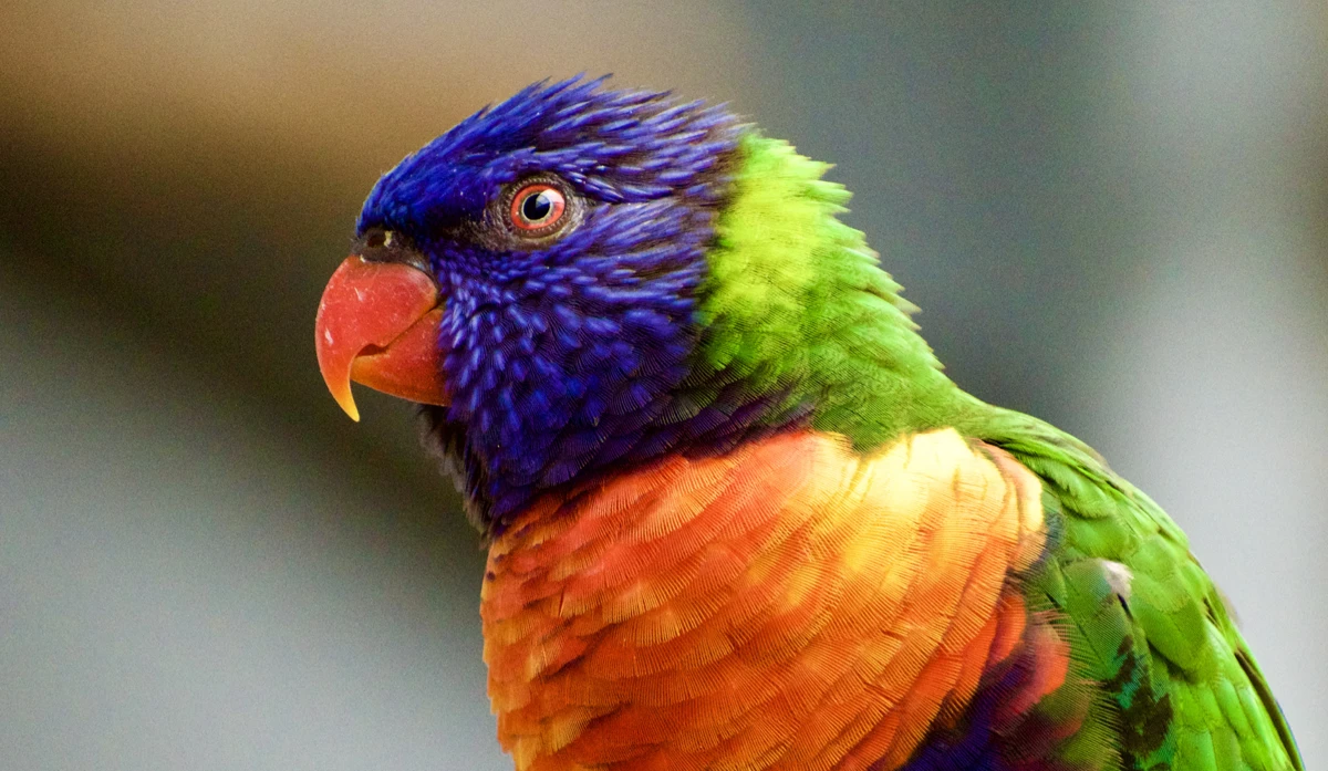 Original parrot photograph before processing